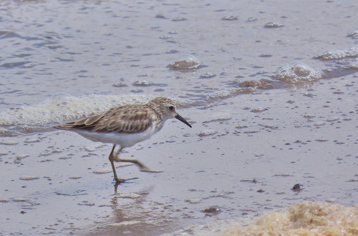 Least Sandpiper - Denilson  Ordoñez