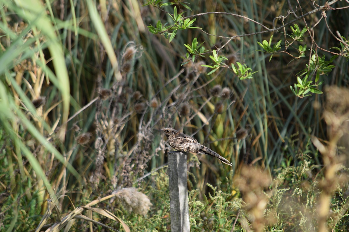 Scissor-tailed Nightjar - ML223357941