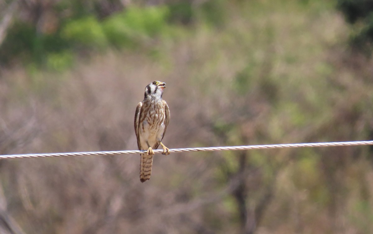 American Kestrel - ML223357981