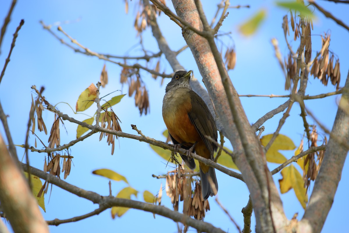 Rufous-bellied Thrush - Daniel Trias