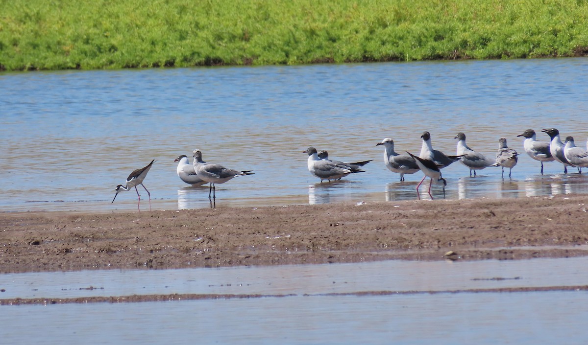 Black-necked Stilt - ML223358651