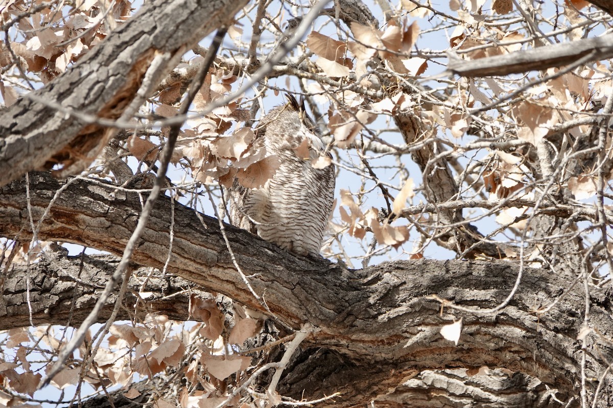 Great Horned Owl - ML223359231