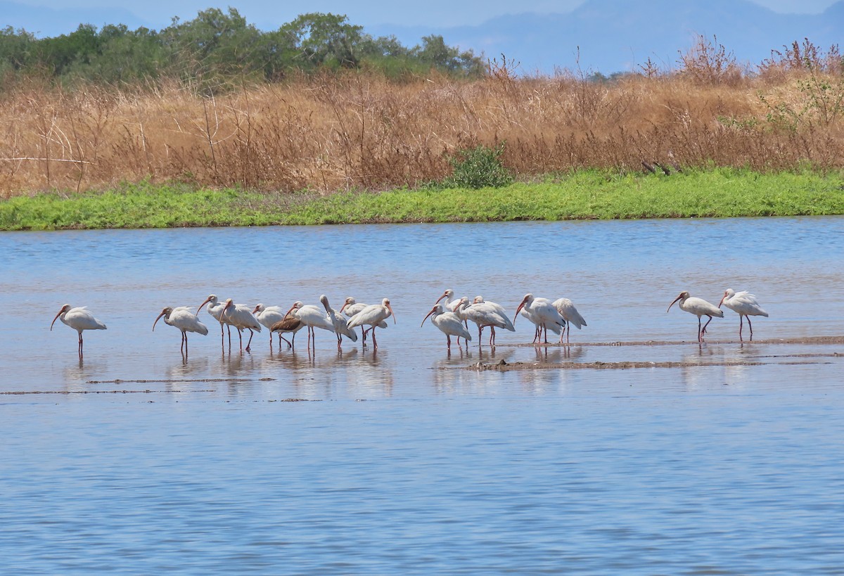 White Ibis - ML223359731