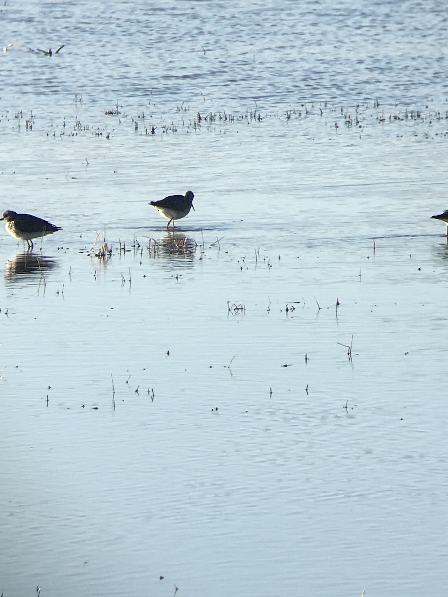 Greater Yellowlegs - ML223362531