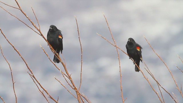 Red-winged Blackbird (Red-winged) - ML223364671