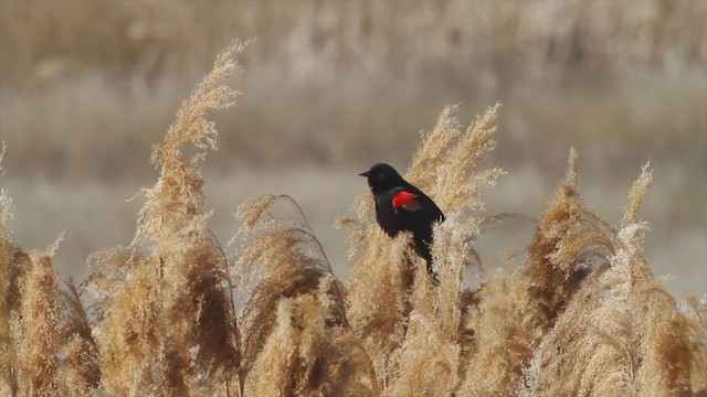 Red-winged Blackbird (Red-winged) - ML223364831