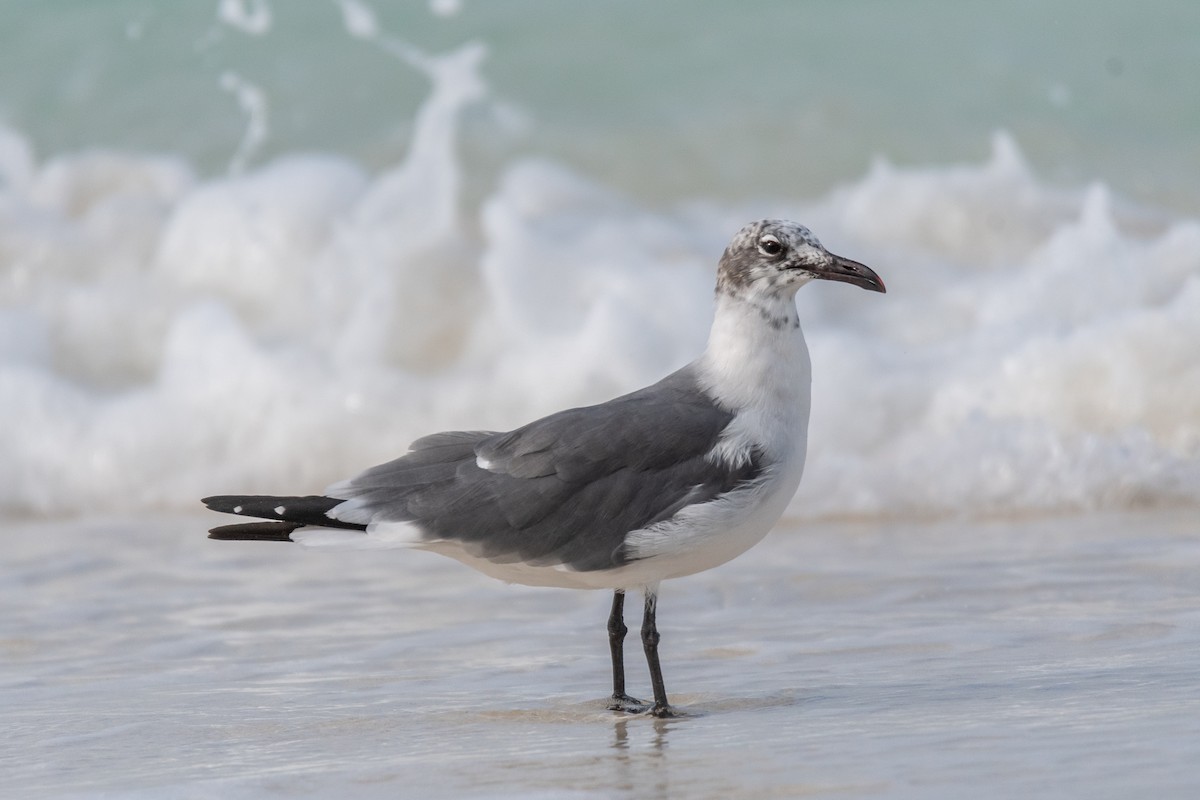 Laughing Gull - ML223366021