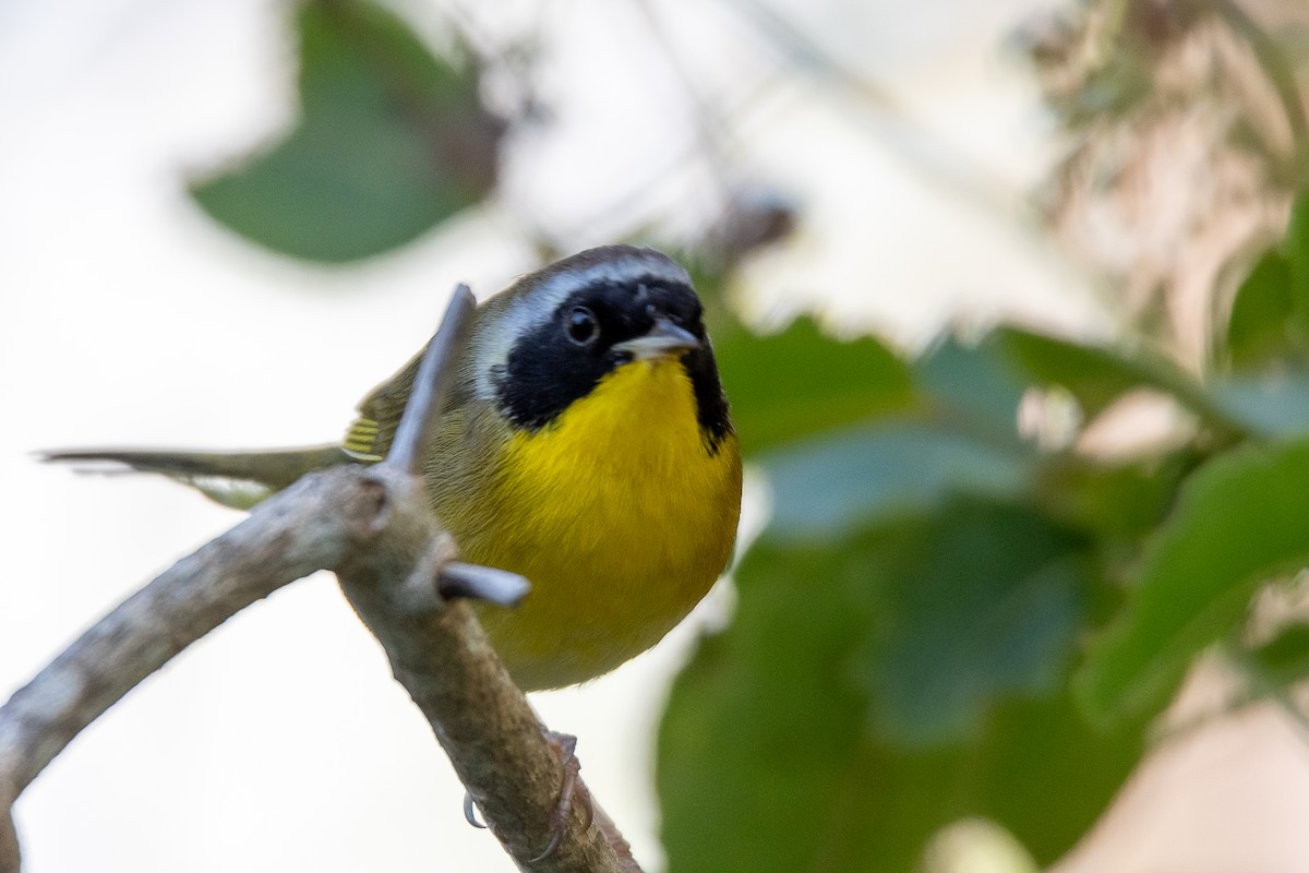 Common Yellowthroat - ML223366401