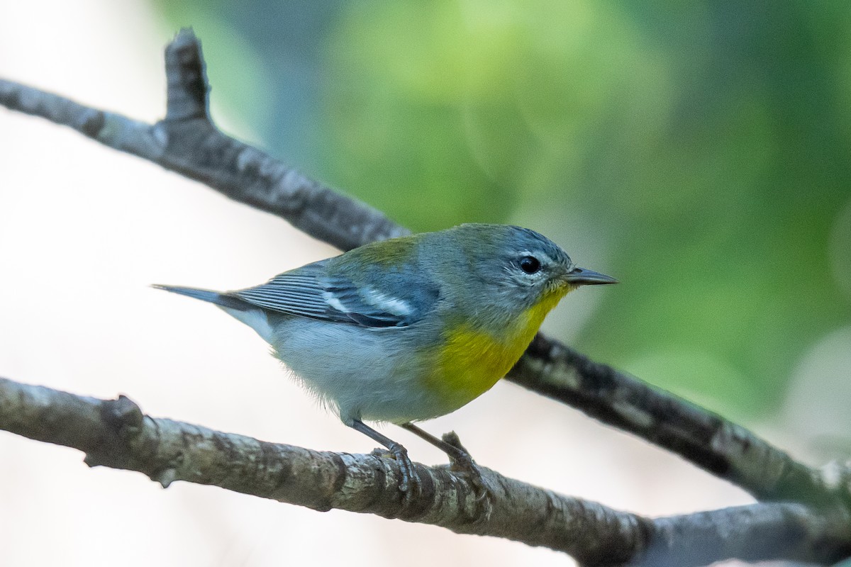 Northern Parula - ML223366491