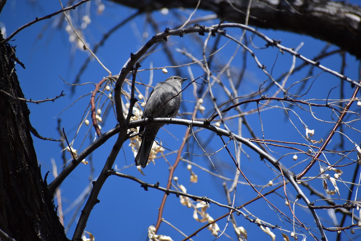 Townsend's Solitaire - Justin Konoff