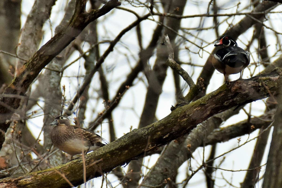 Wood Duck - ML223367291