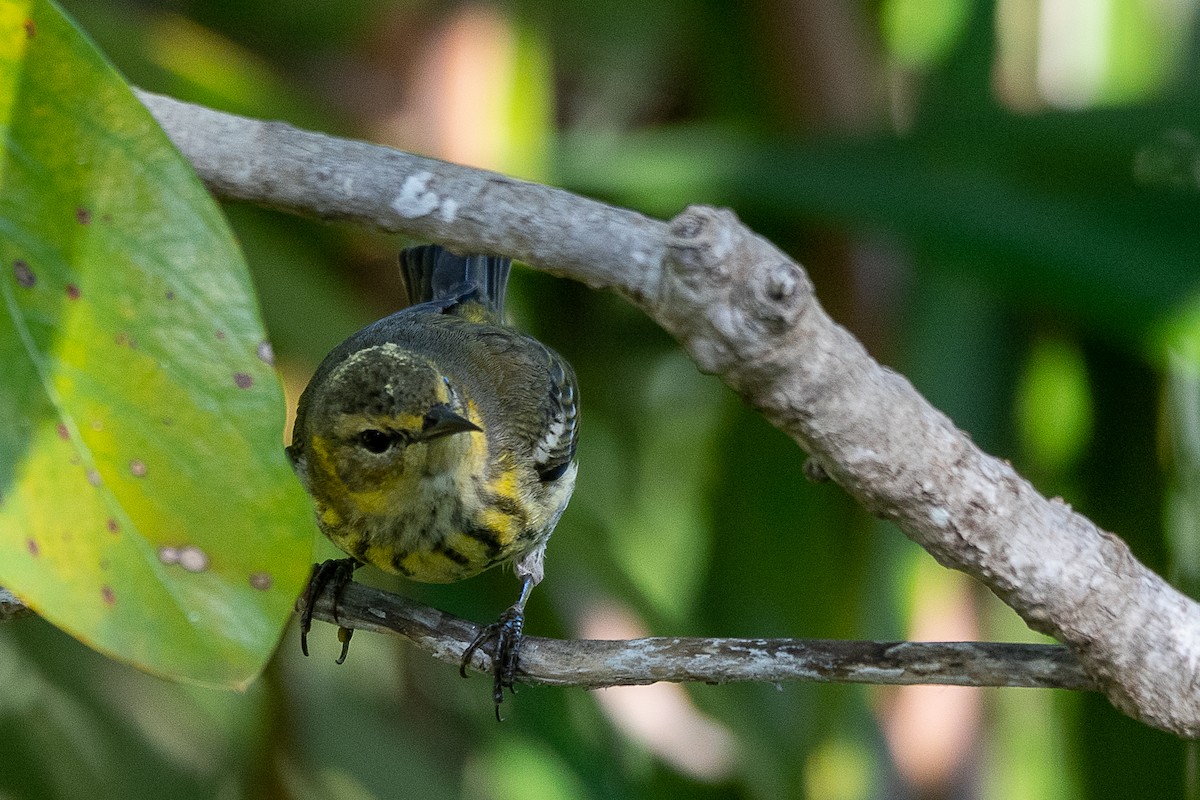 Cape May Warbler - ML223368091