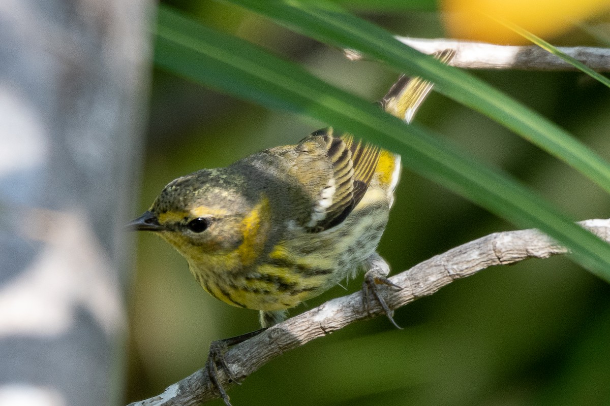 Cape May Warbler - ML223368121
