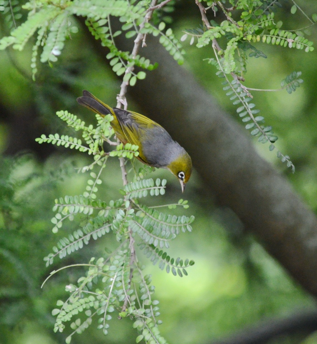 Silvereye - ML223369291