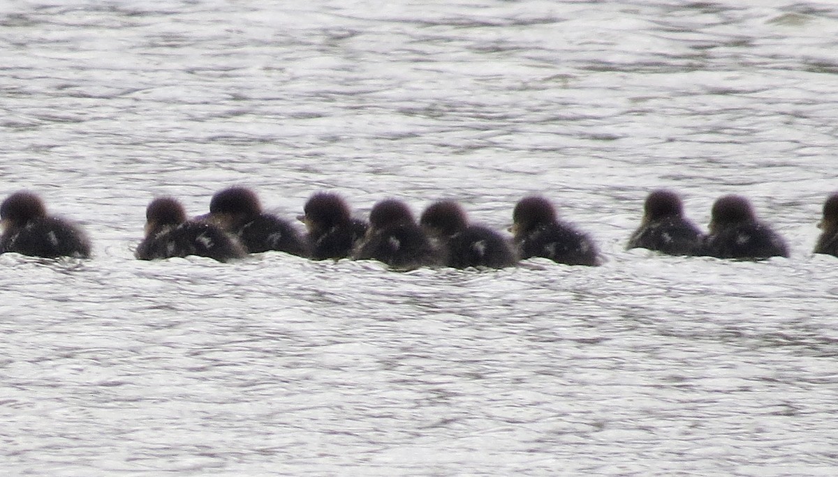 Hooded Merganser - ML223371081