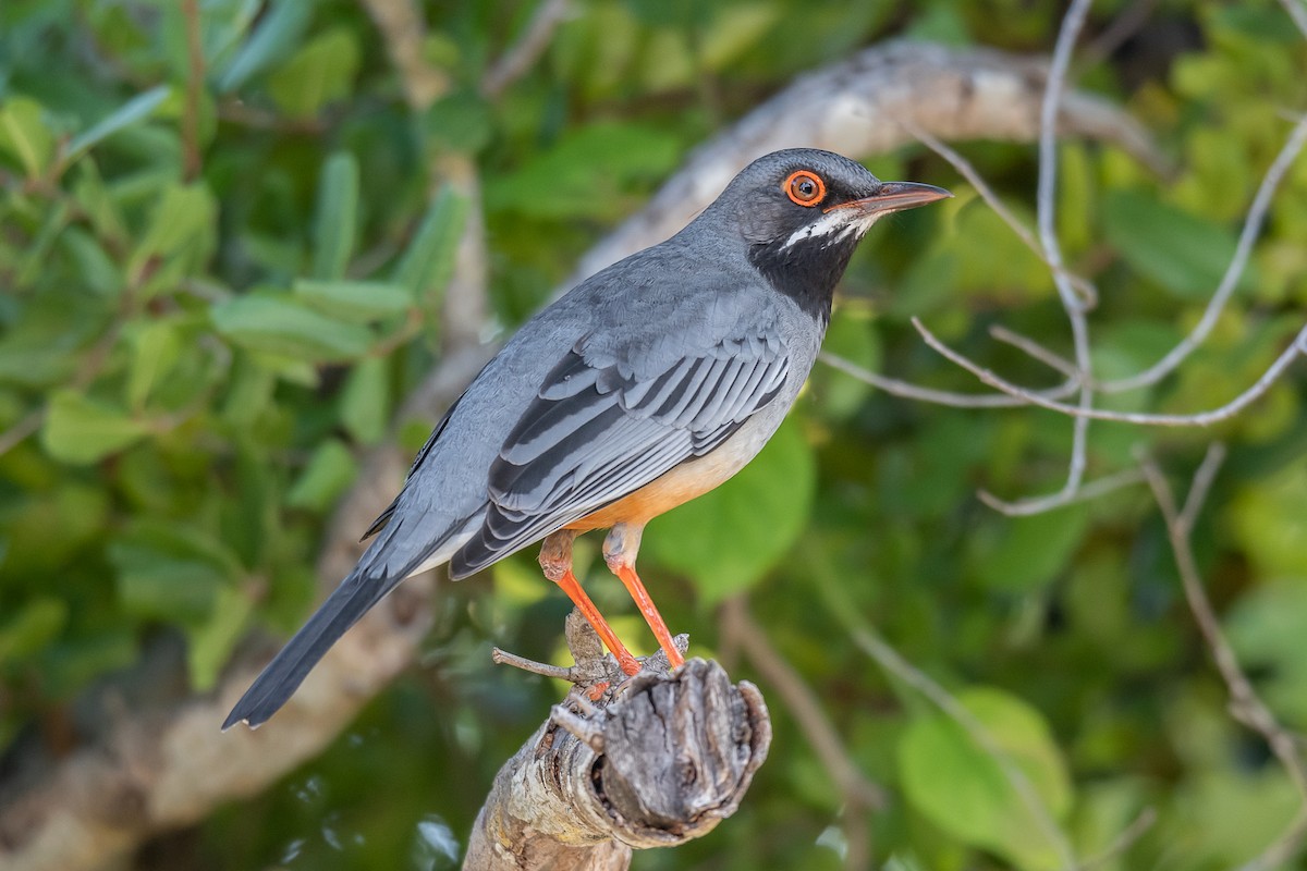 Red-legged Thrush - ML223371101