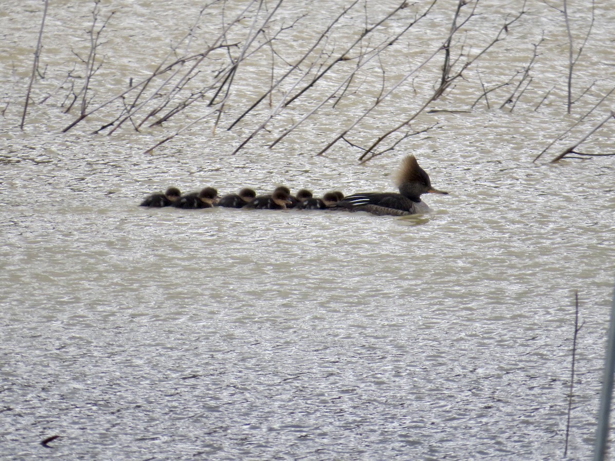 Hooded Merganser - ML223371201