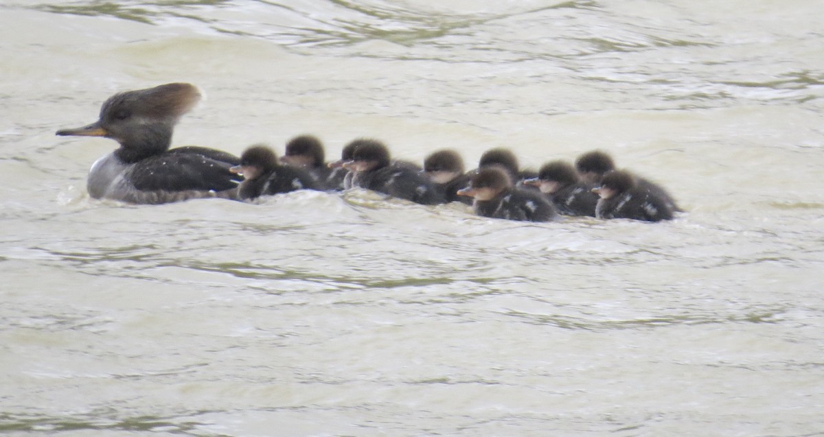 Hooded Merganser - ML223371211