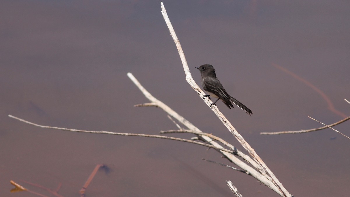 Black Phoebe - ML223373271