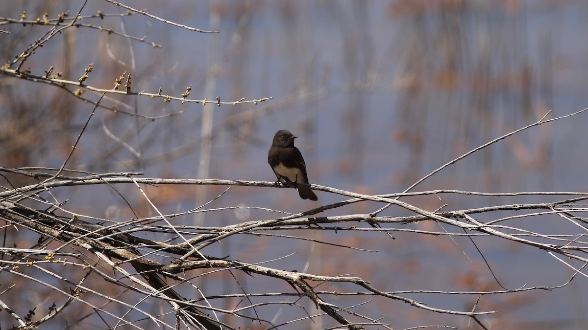 Black Phoebe - ML223373321