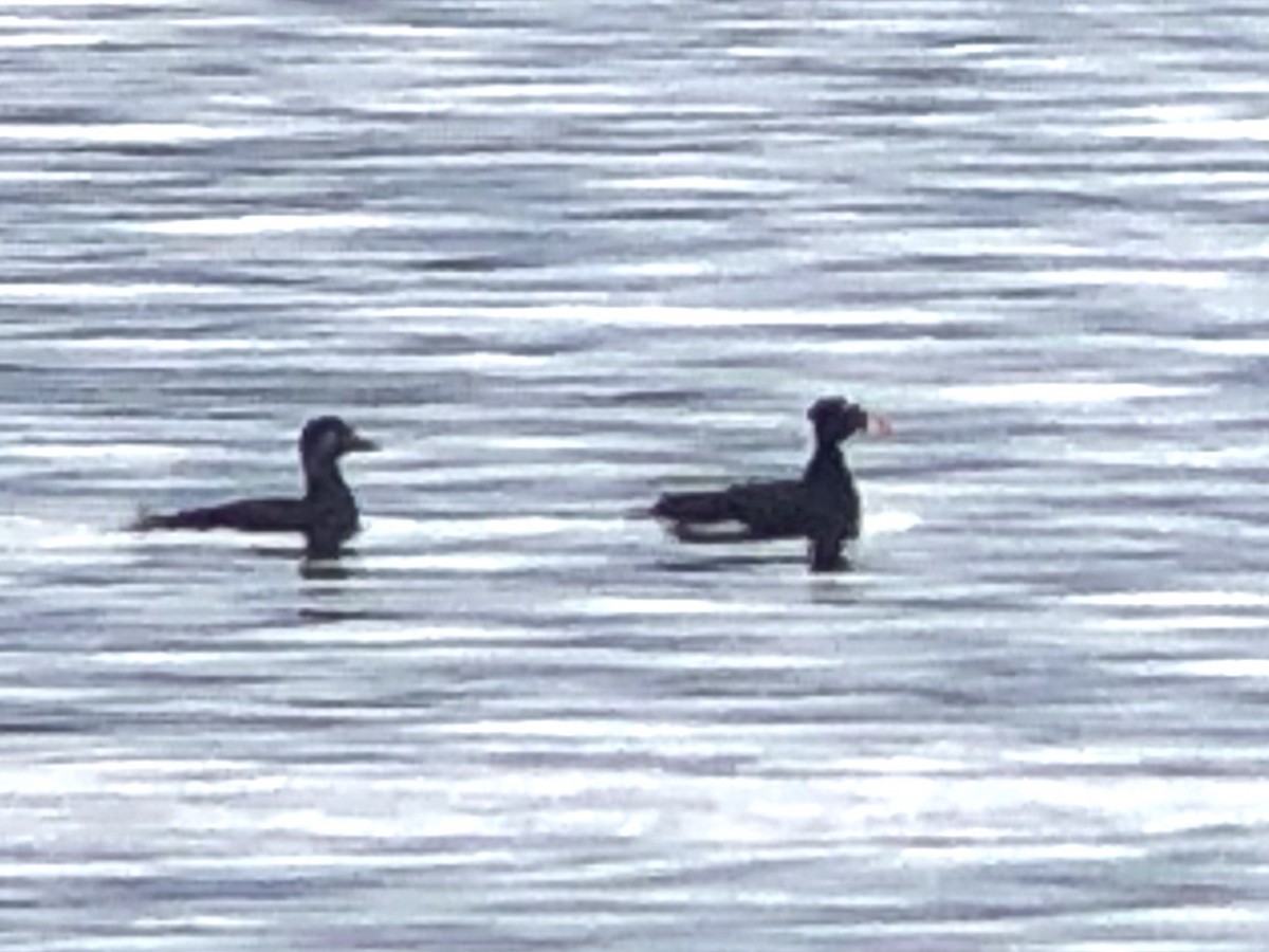 Surf Scoter - ML223375281