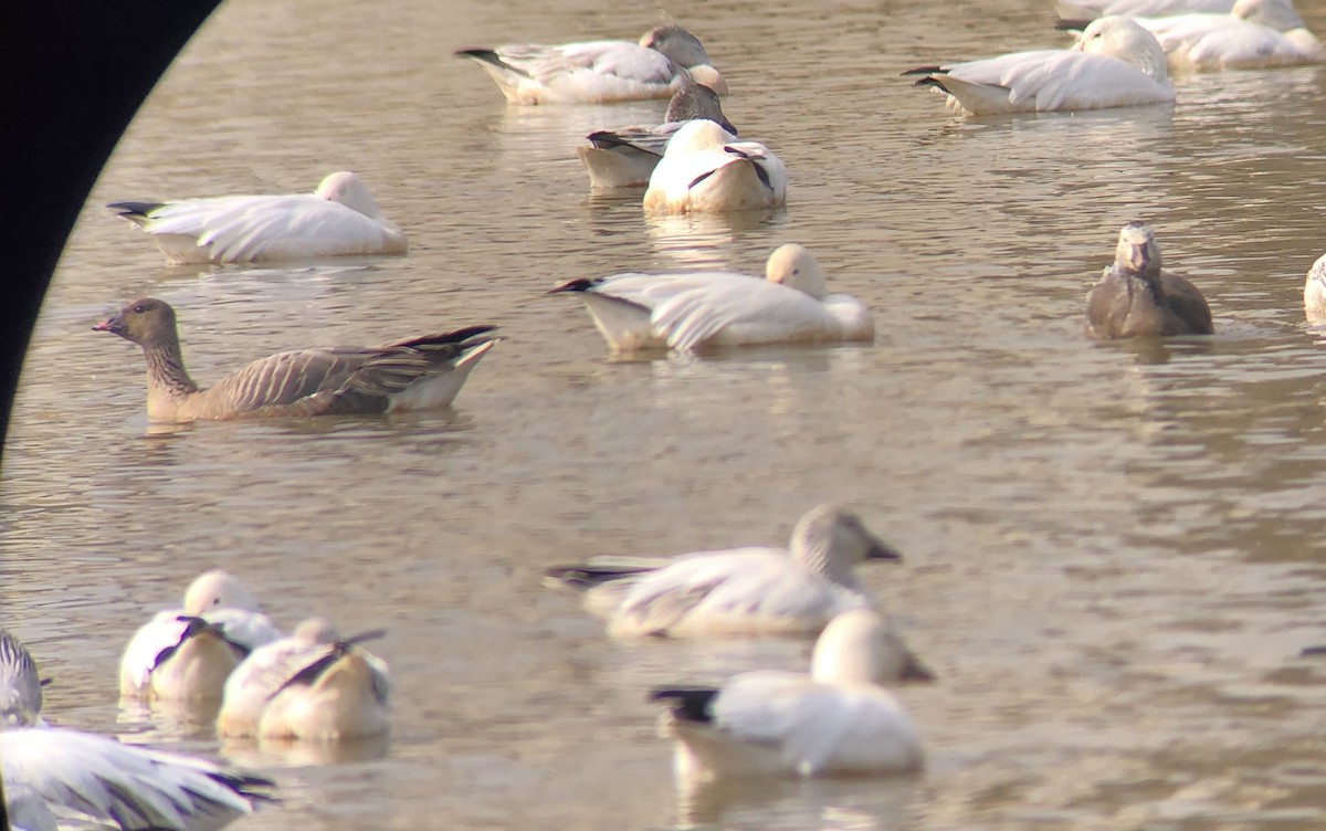 Pink-footed Goose - ML223377091