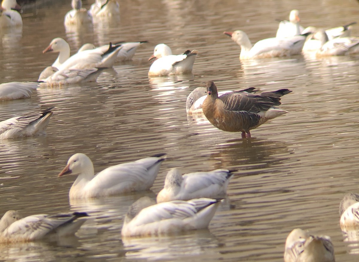 Pink-footed Goose - ML223377131