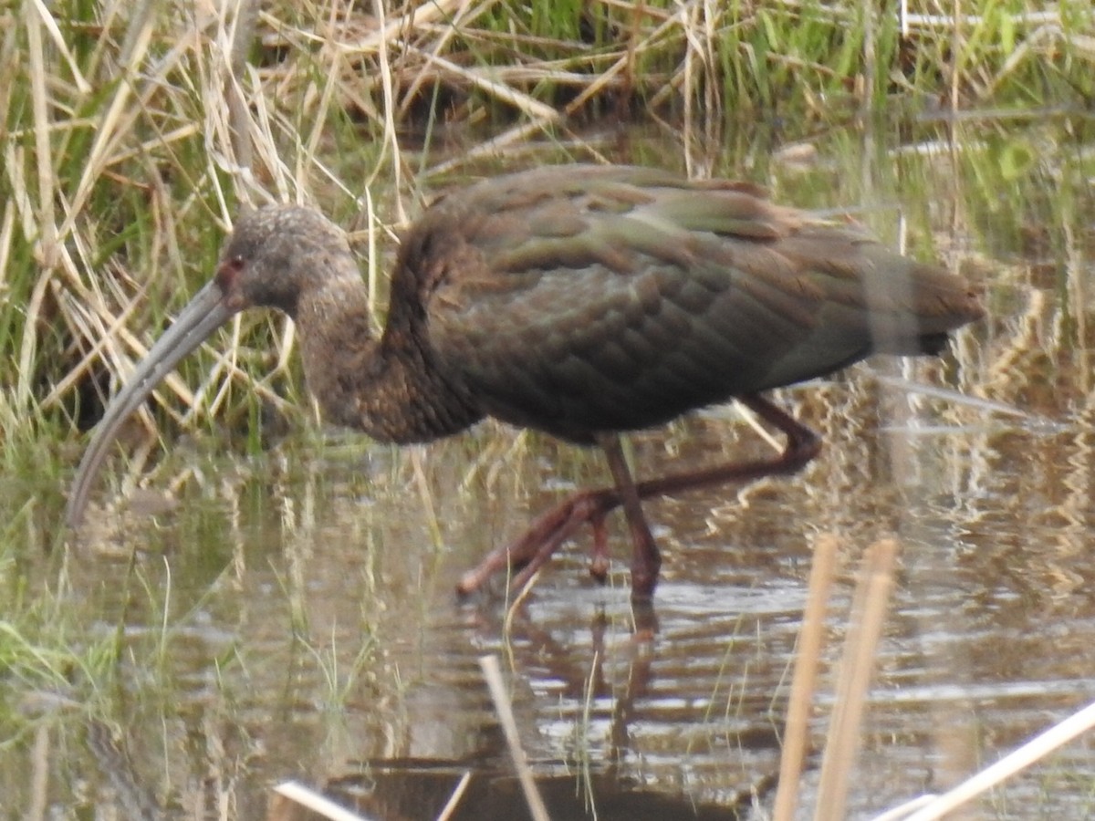 Ibis à face blanche - ML223380181