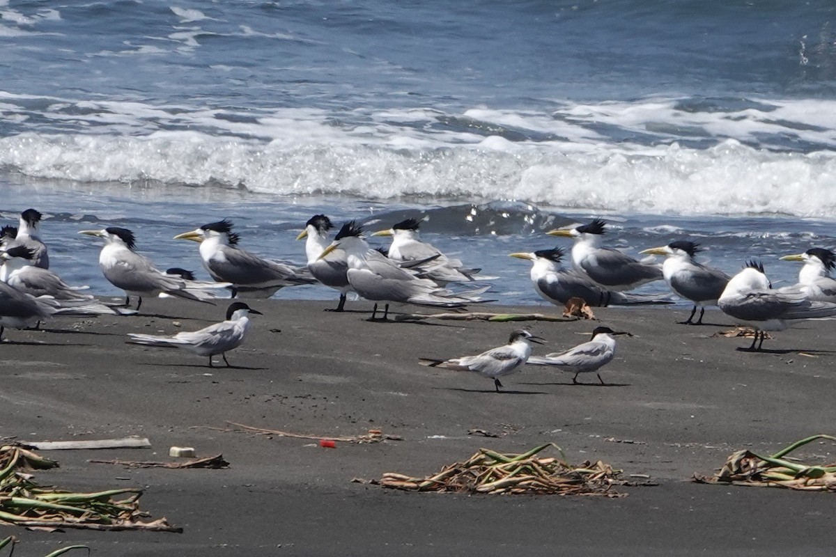 Whiskered Tern - ML223380321