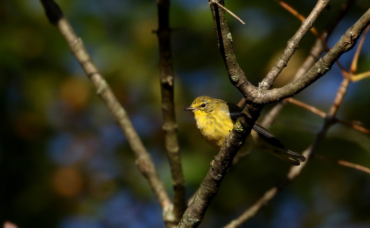 Pine Warbler - ML223385161