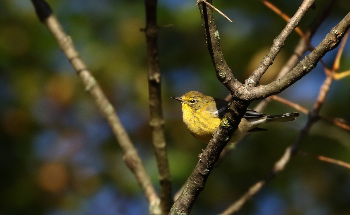 Pine Warbler - ML223385171