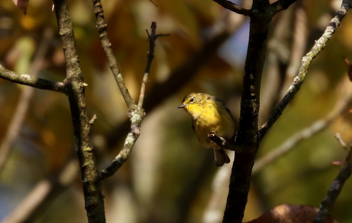 Pine Warbler - ML223385191