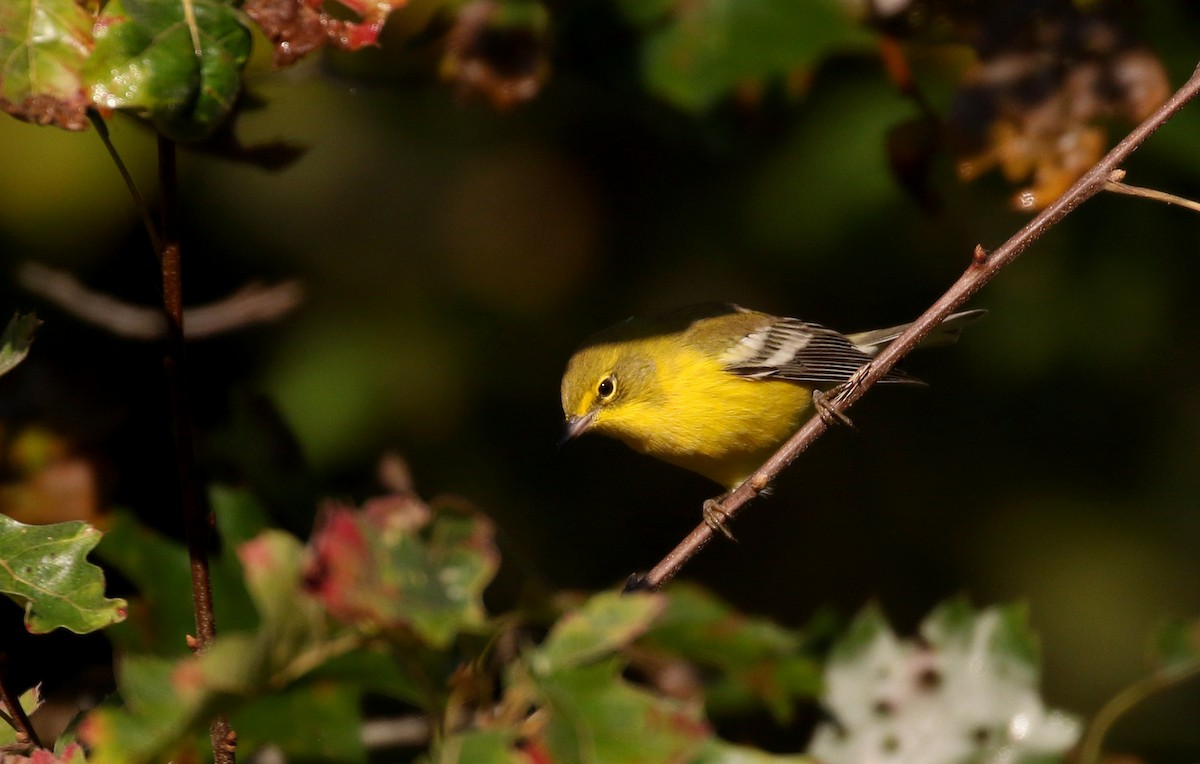 Pine Warbler - ML223385231