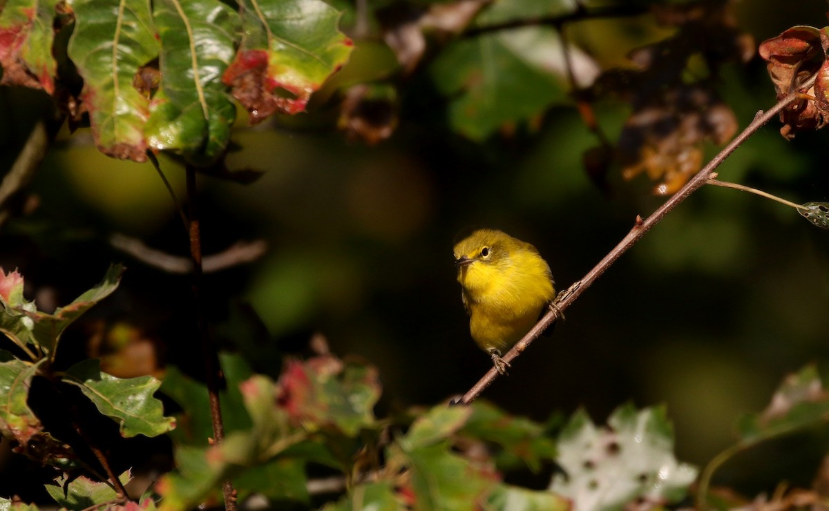 Pine Warbler - Jay McGowan