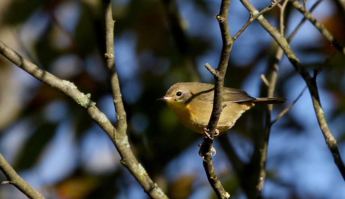 Common Yellowthroat - ML223385341