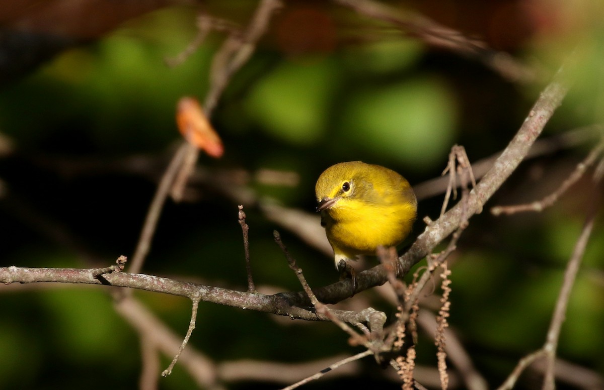 Pine Warbler - ML223385531