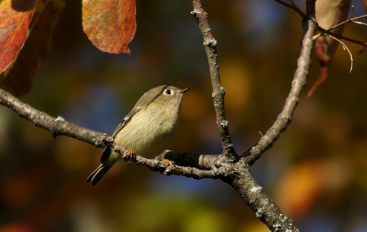 Ruby-crowned Kinglet - ML223385641