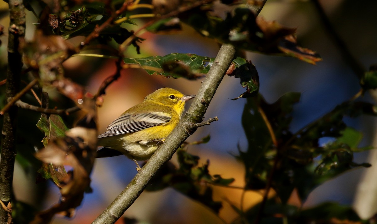 Pine Warbler - Jay McGowan