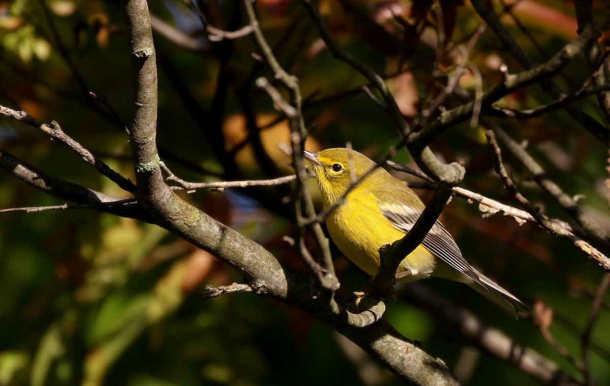 Pine Warbler - ML223386001