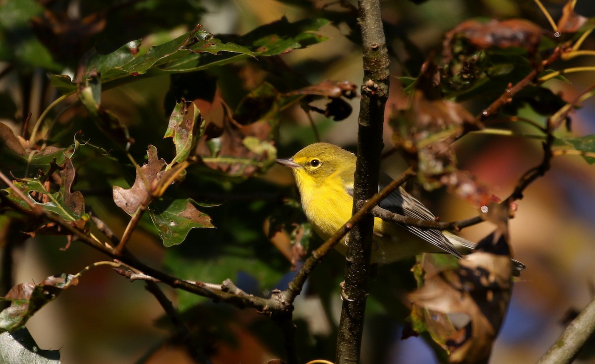 Pine Warbler - ML223386091