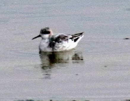 Red-necked Phalarope - ML223386431