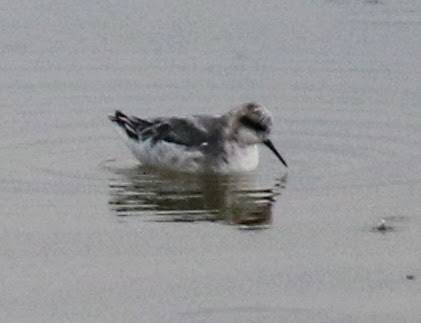 Red-necked Phalarope - ML223386631