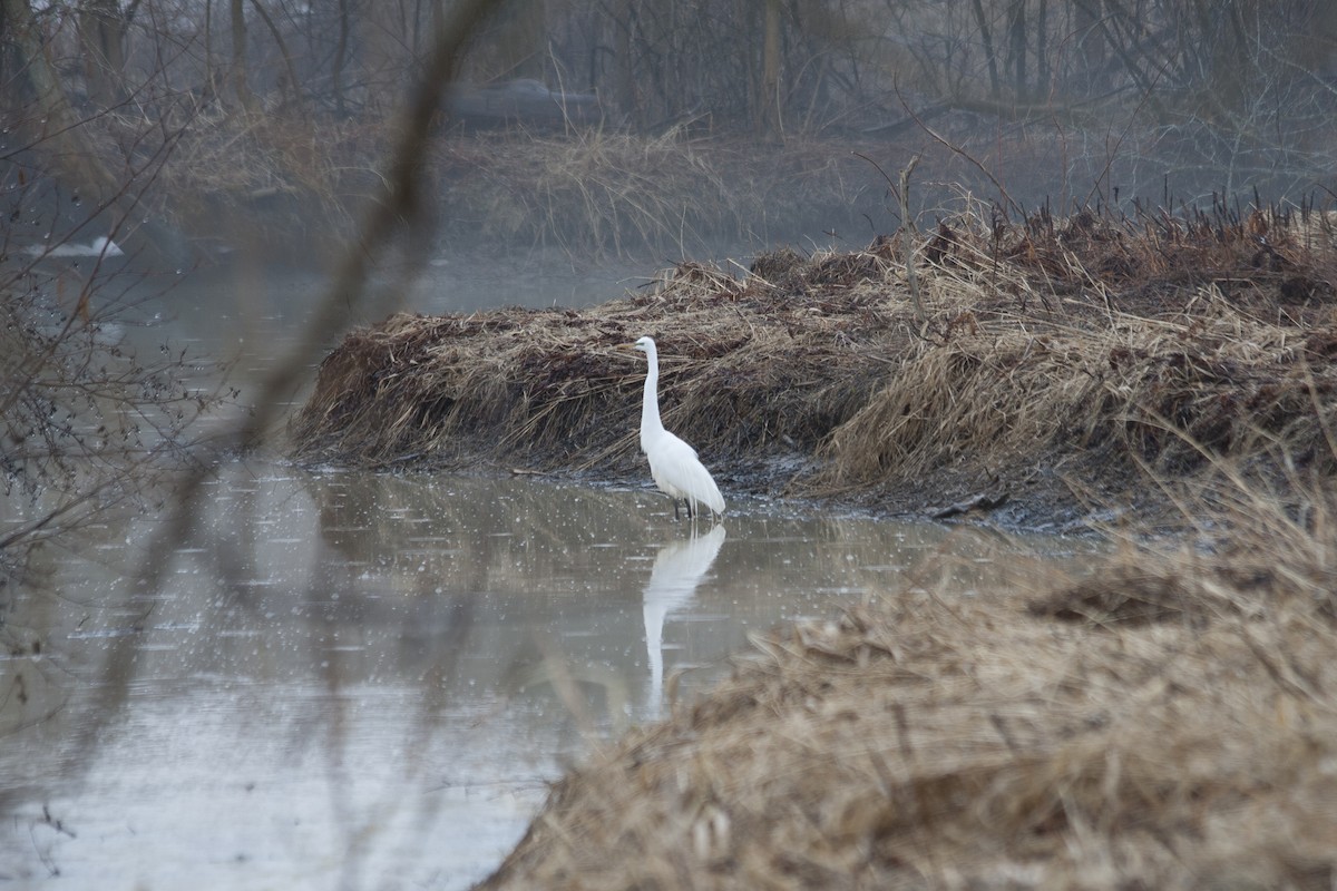 Great Egret - Alexandre Nicole