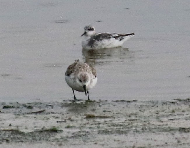 Red-necked Phalarope - sam hough