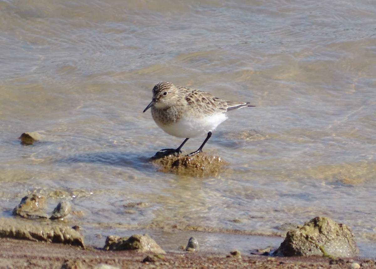 Baird's Sandpiper - ML223386771