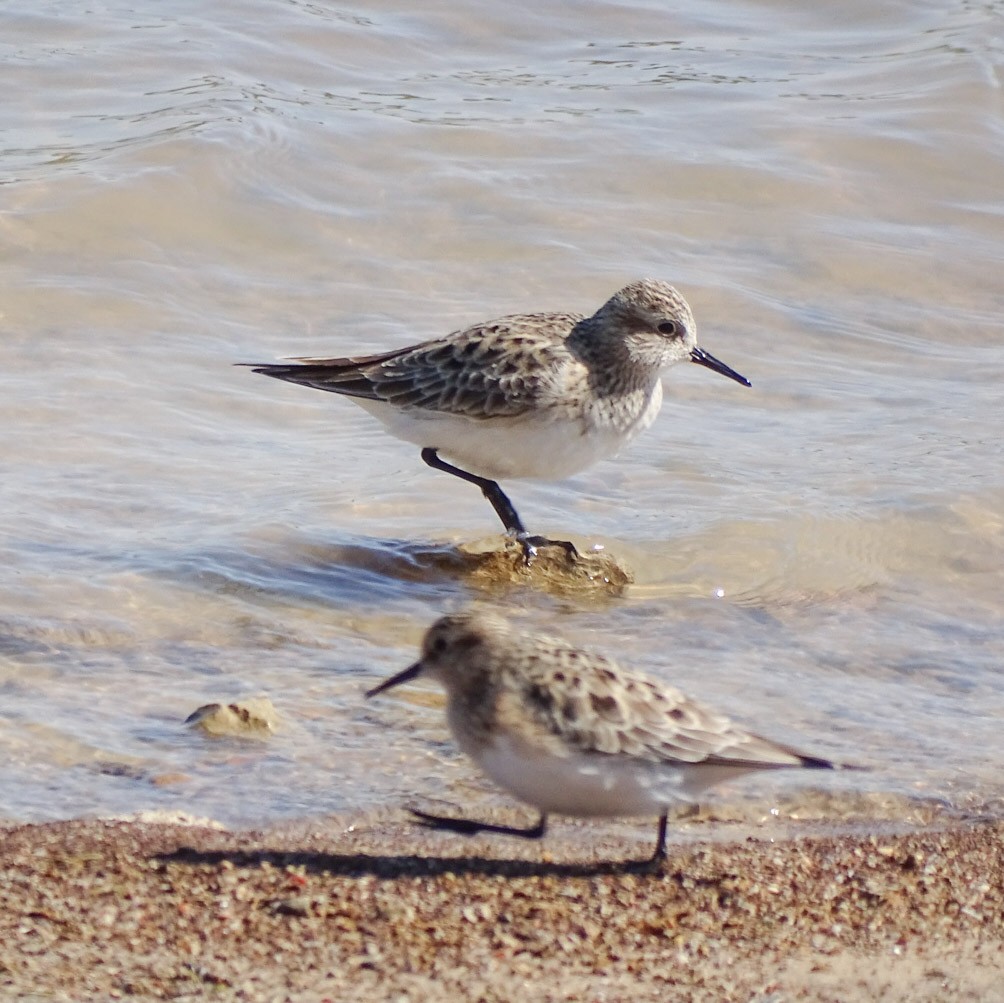 Baird's Sandpiper - ML223386931