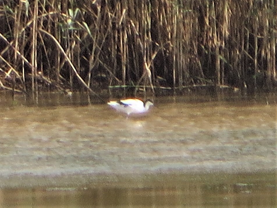 Pied Avocet - ML223387481