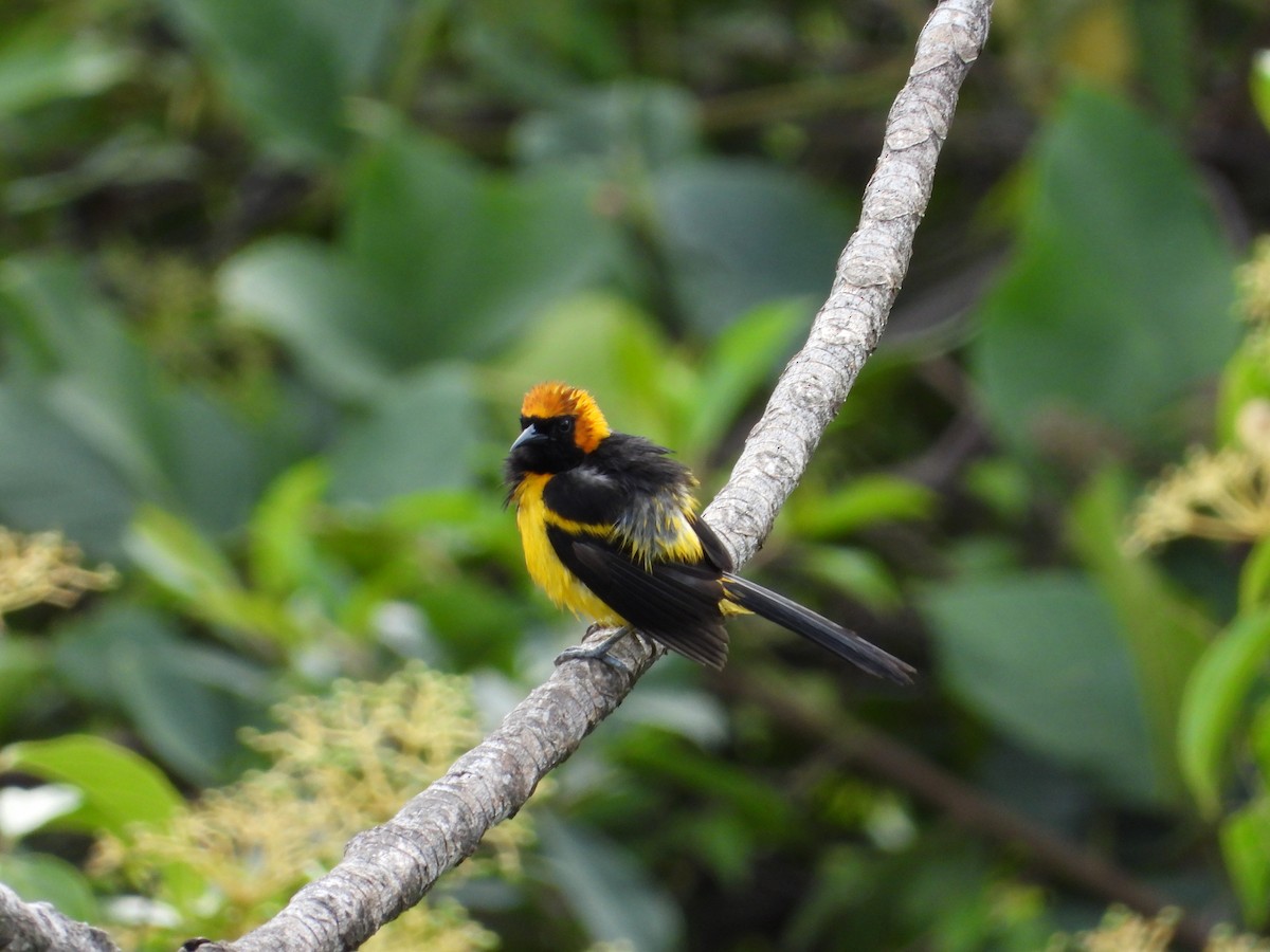 Orange-crowned Oriole - ML223387671