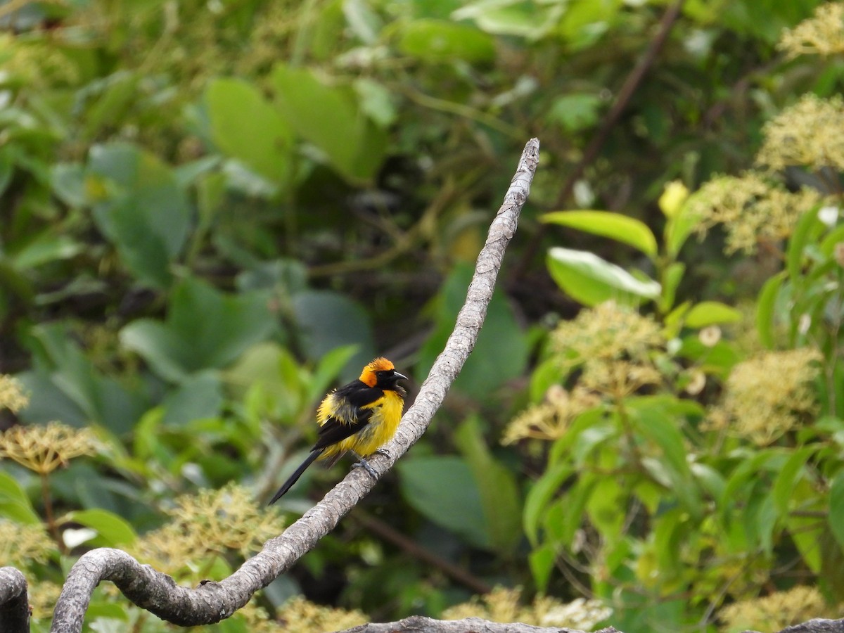 Orange-crowned Oriole - ML223387781