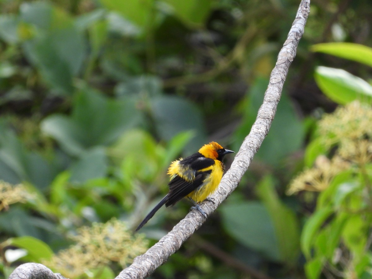 Orange-crowned Oriole - ML223387791